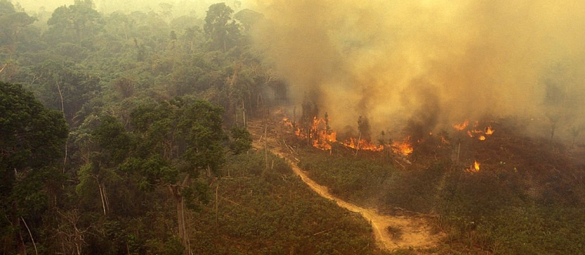 Fuego en el Amazonas