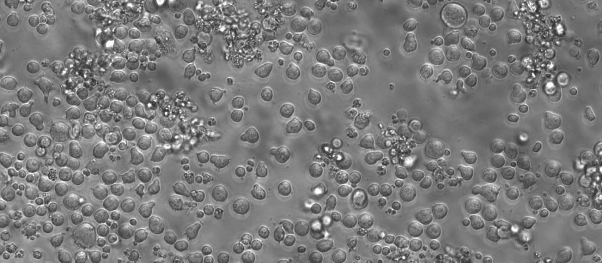 Células madre hematopoyéticas de ratón cultivadas en el día 12, lo que permite estudiar su biología en etapas muy tempranas