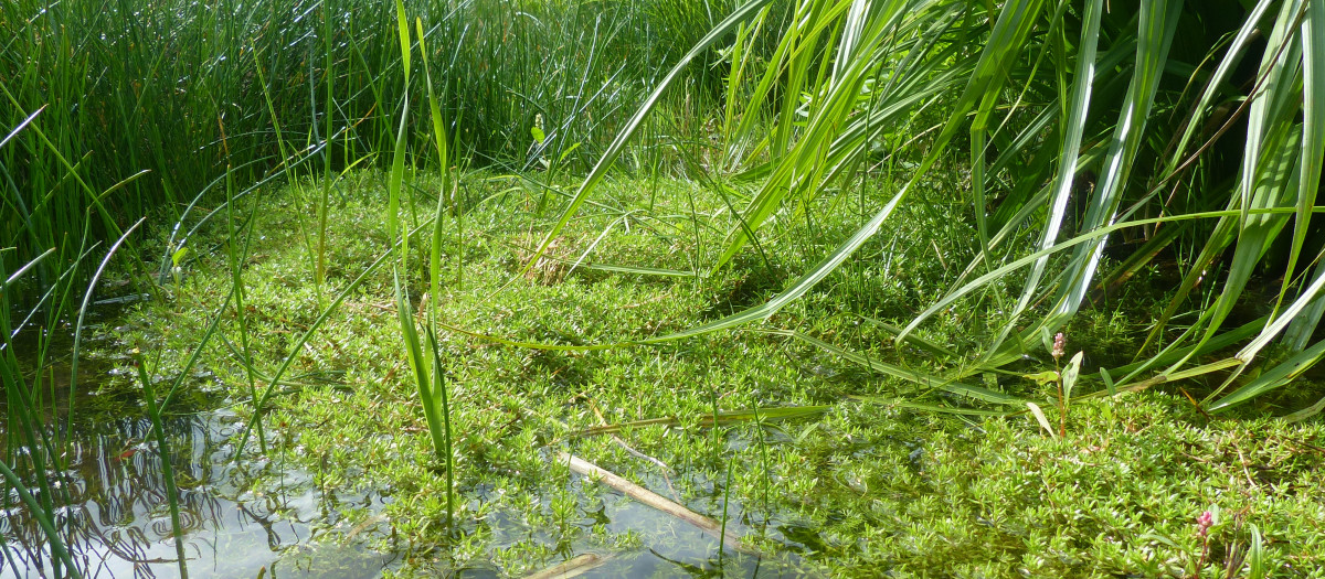 Imagen de Crassula helmsii en una masa de agua
