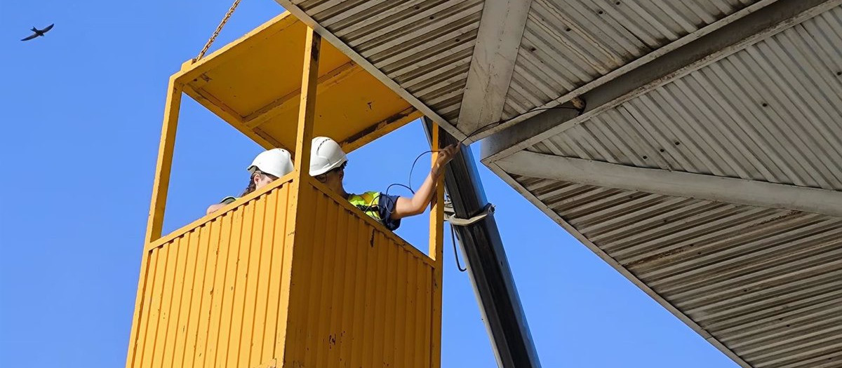 Inspección de las marquesinas de la Estación Intermodal de Almería para comprobar la presencia de vencejos (archivo)