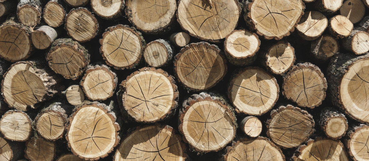 Troncos de madera