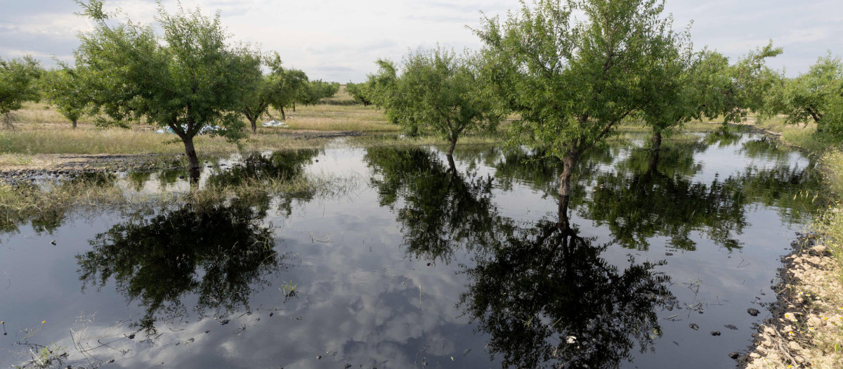 Finca de almendros afectada por la fuga de petróleo del oleoducto de Repsol que se ha producido por la rotura de la tubería este jueves en el municipio de Calasparra (Murcia). Un vertido de petróleo por una rotura en el oleoducto que va de Cartagena a Puertollano (Ciudad Real) ha contaminado parcialmente una finca rural de Calasparra (Murcia), según ha informado Protección Civil. Se ha tenido conocimiento del incidente a través de una llamada al 112 en torno a las 12,15 horas realizada por un agricultor que informaba de la rotura de una tubería en una parcela agrícola en el municipio de Calasparra. EFE/ Marcial Guillén