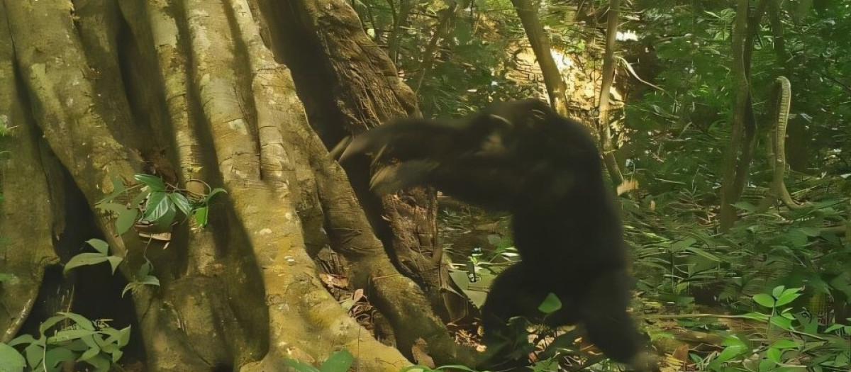 Este chimpancé macho en una reserva natural de Guinea-Bissau acaba de lanzar una piedra, un acto captado por una cámara trampa
