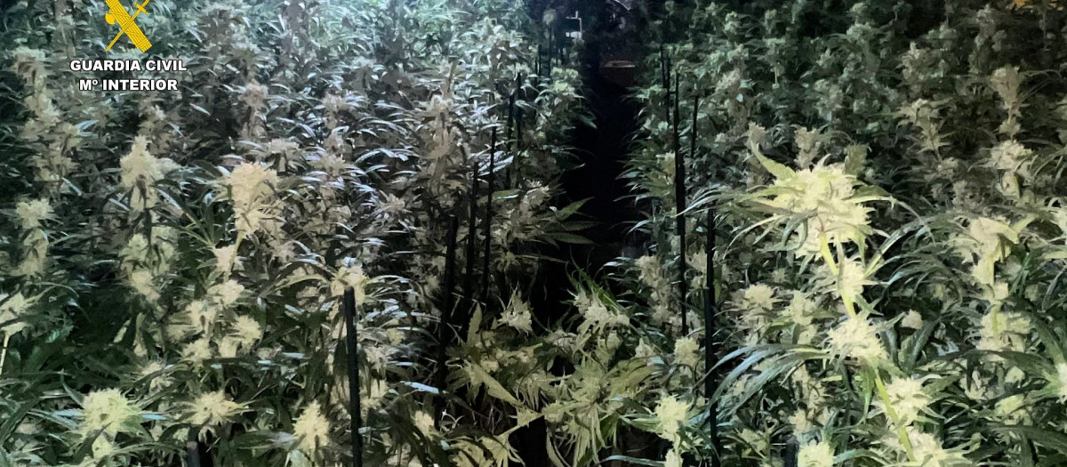 Plantación de marihuana descubierta por las autoridades