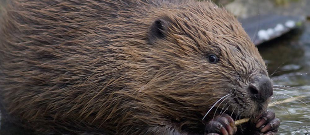 Un ejemplar de castor, el roedor más grande de Europa