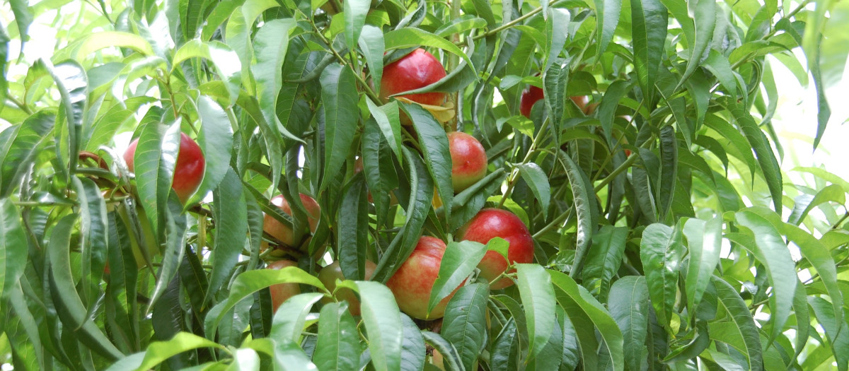 Nectarinas en el árbol