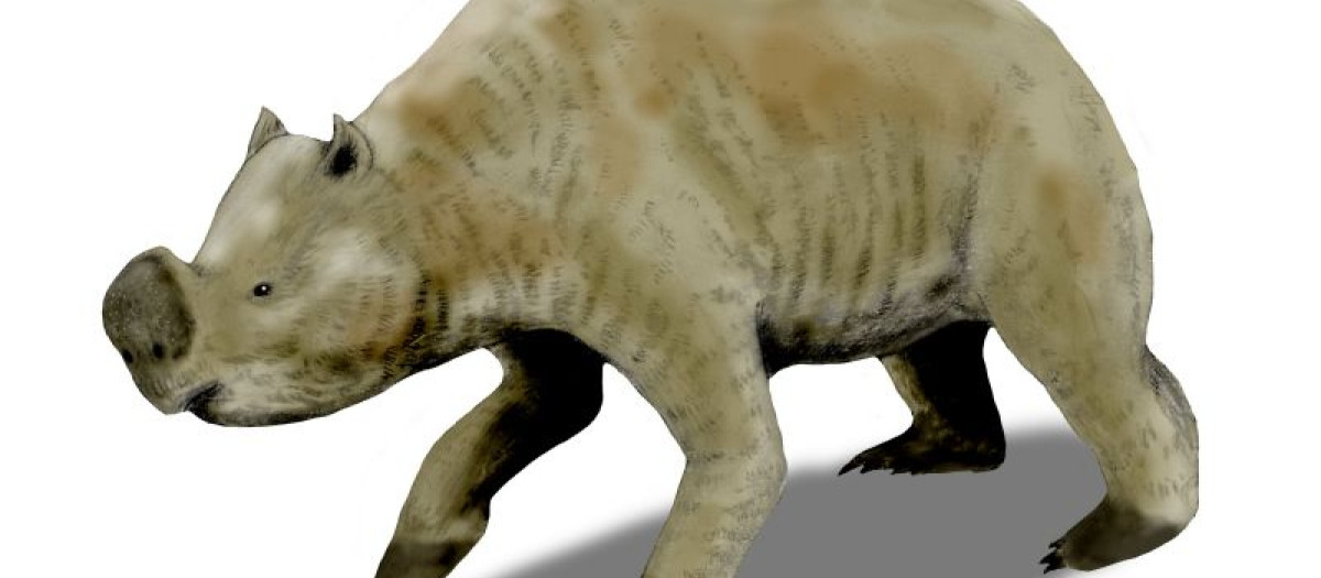 Zygomaturus trilobus