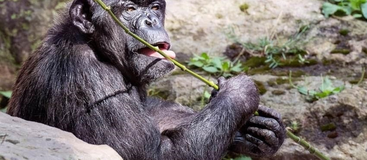 (Foto de ARCHIVO)
Chimpancé en el Zoo de Barcelona

ZOO DE BARCELONA
19/7/2019