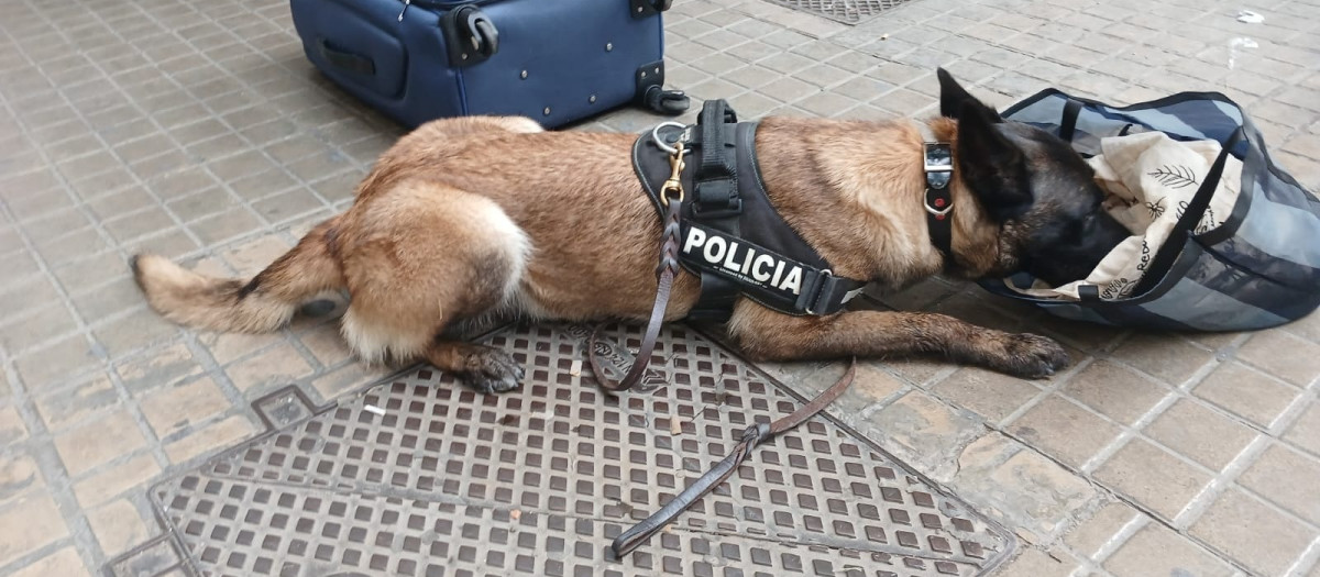El agente canino K9 de la Unidad Canina UCAN de la Policía Local de Valencia.