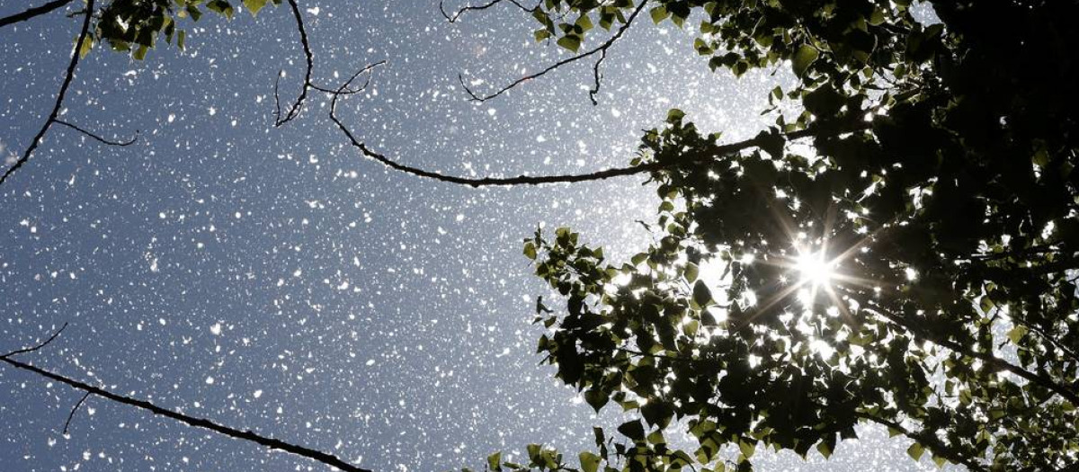 Niveles altos de polen en toda España