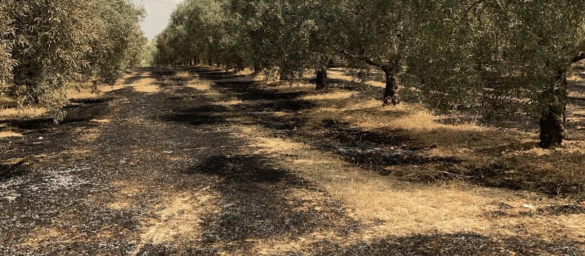 Olivar de Santaella con huellas de incendio
