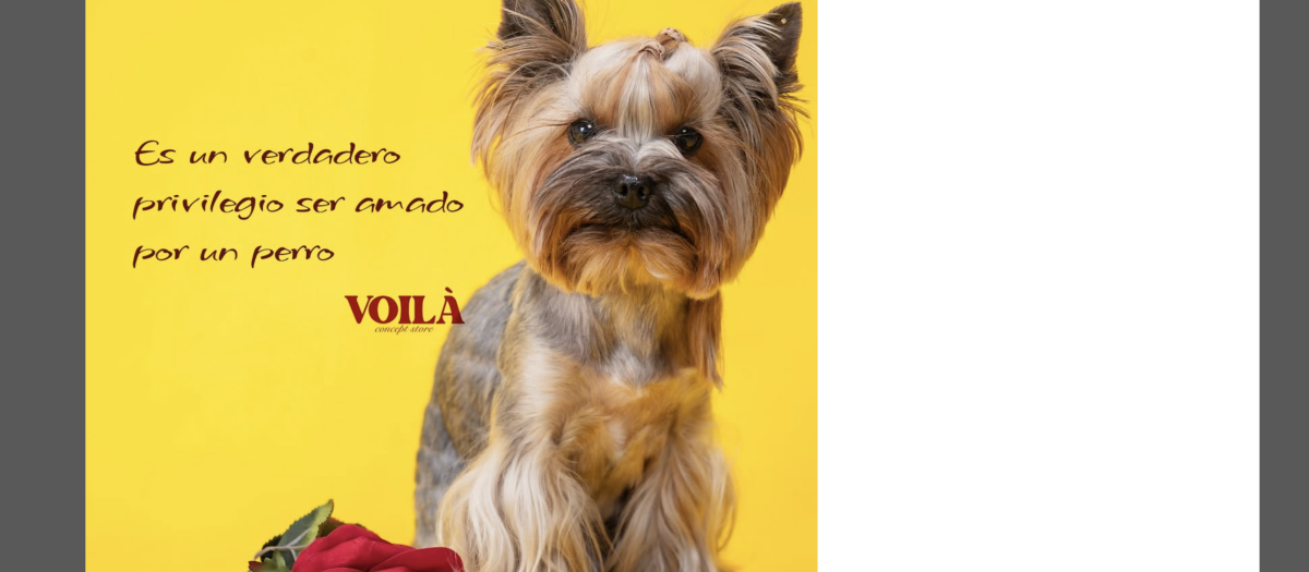 Captura de pantalla instagram "Voilà", la nueva cafetería perruna en Barcelona