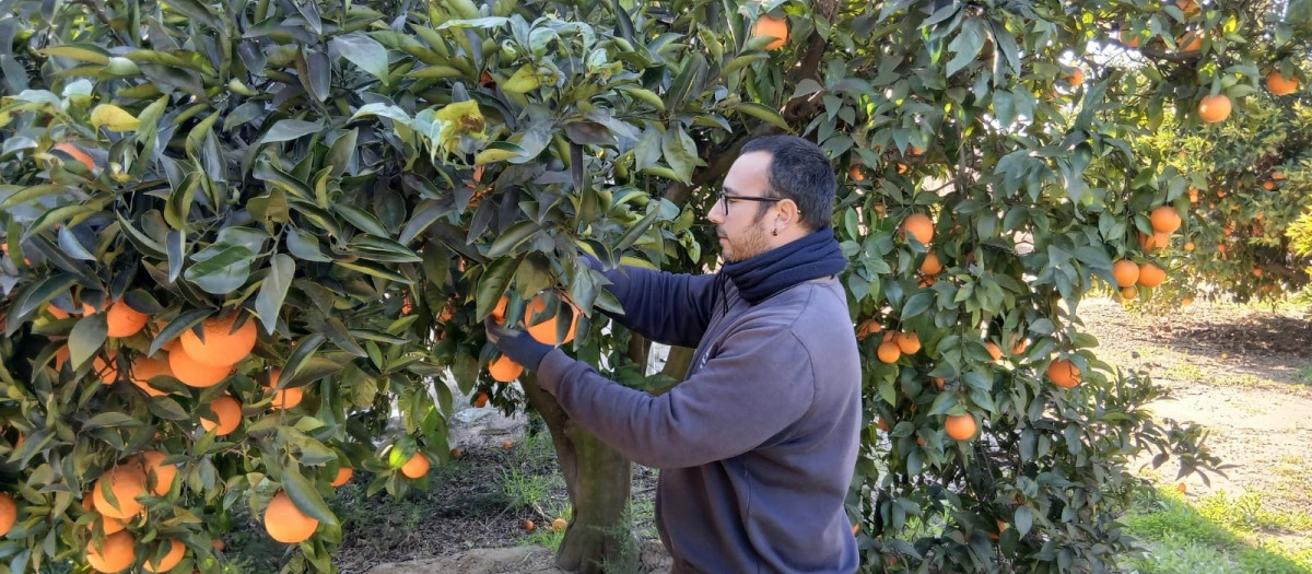 Un joven agricultor recoge naranjas