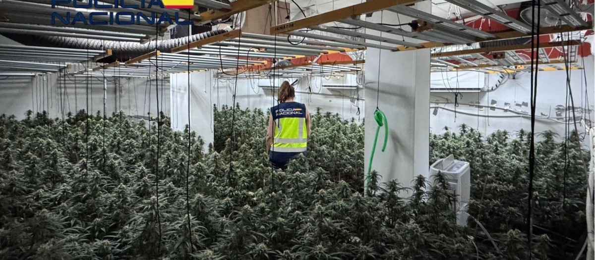 Plantación desmantelada en el centro de Sanlúcar.
REMITIDA / HANDOUT por POLICÍA NACIONAL
Fotografía remitida a medios de comunicación exclusivamente para ilustrar la noticia a la que hace referencia la imagen, y citando la procedencia de la imagen en la firma
09/6/2025