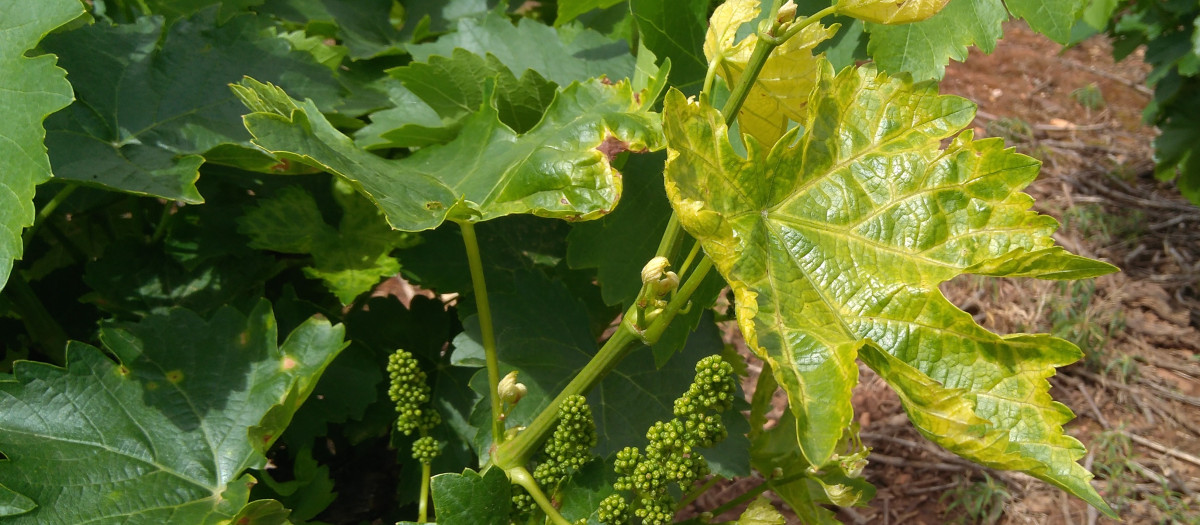 Viñas de la D. O. Bierzo afectadas por el mildiu