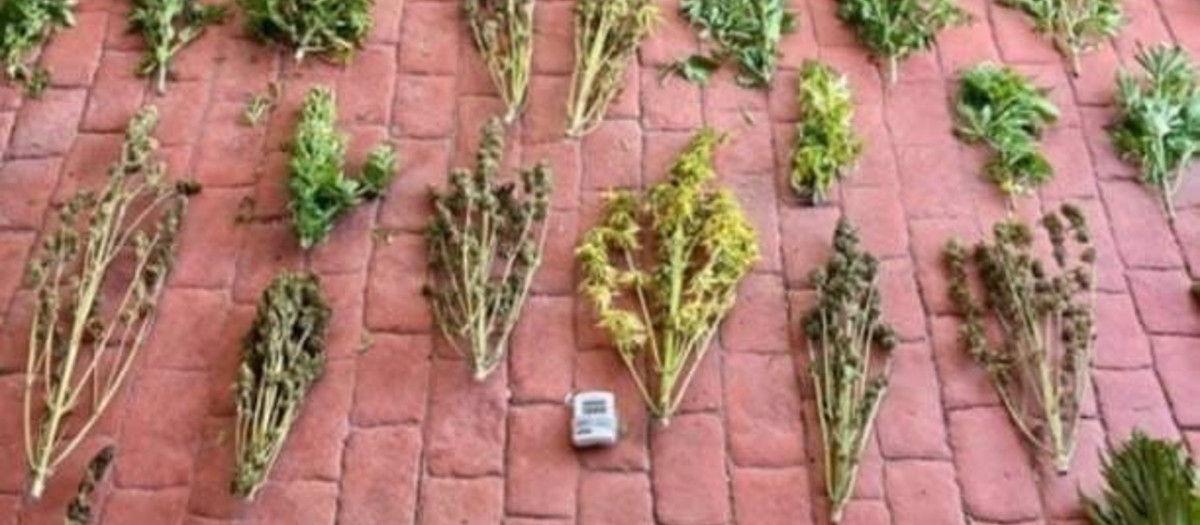 Imagen de las plantas intervenidas en El Pedroso