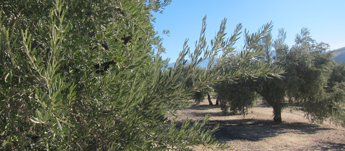 Olivo en la provincia de Jaén