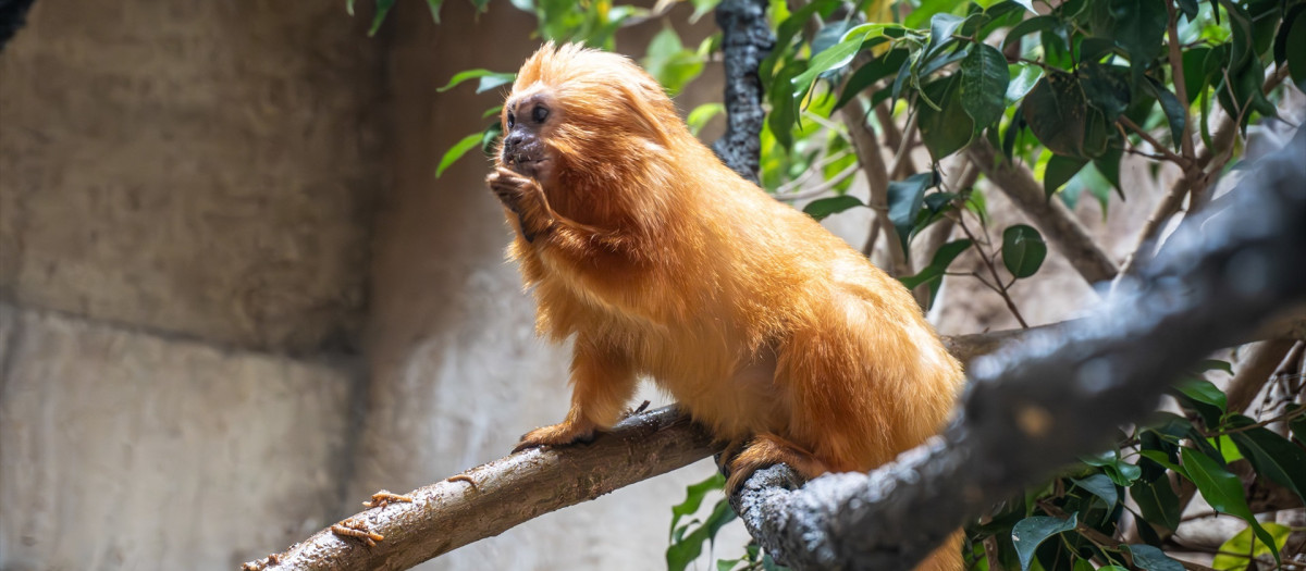 Esta incorporación forma parte del programa europeo de conservación ex situ (EEP, por sus siglas en inglés)