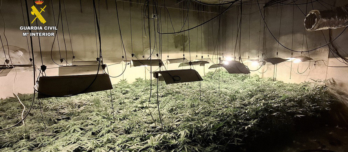 Una de las tres plantación incautadas por la Guardia Civil en Albacete