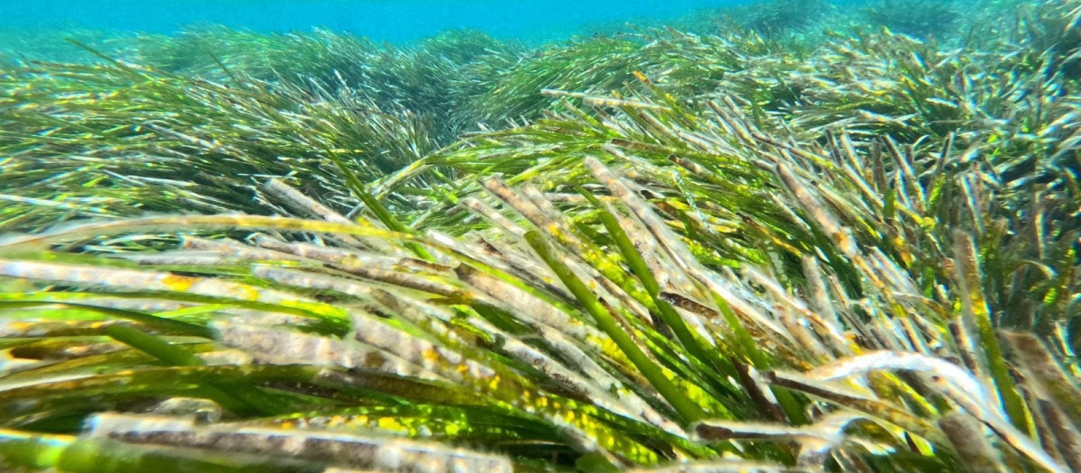 Praderas de posidonia