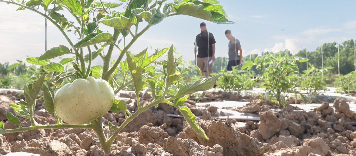 Madrid fusiona agricultura e ingeniería para impulsar el campo