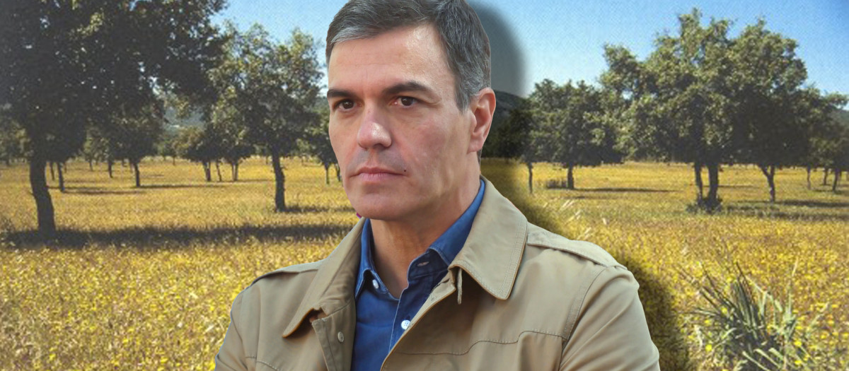 Spanish President Pedro