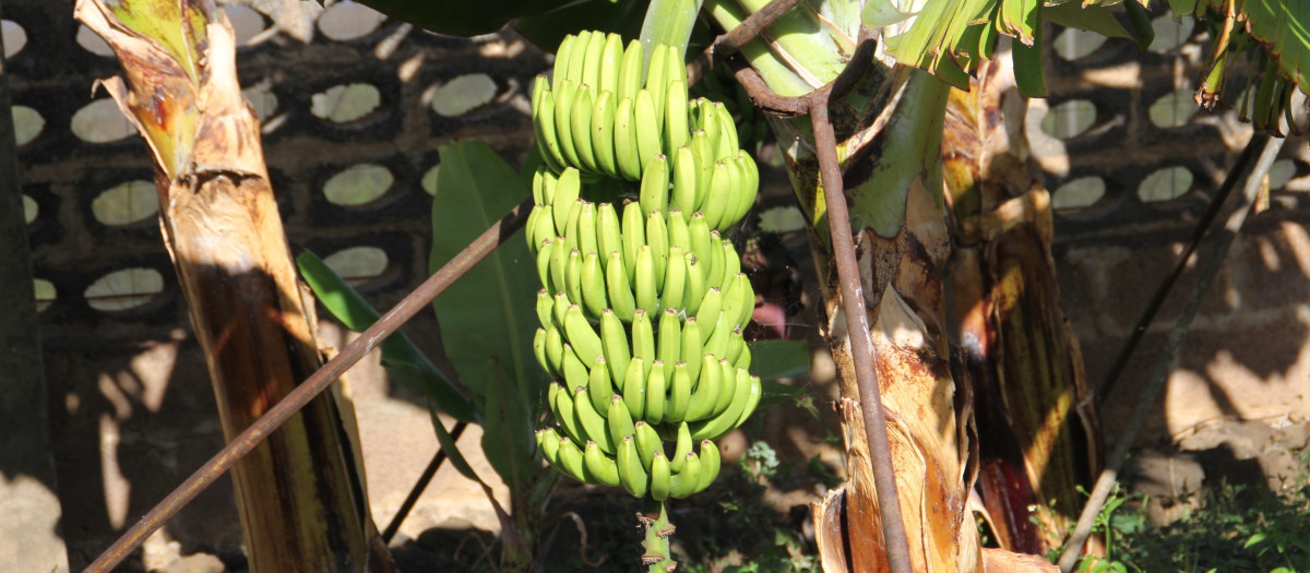 Plátanos de Canarias en el árbol