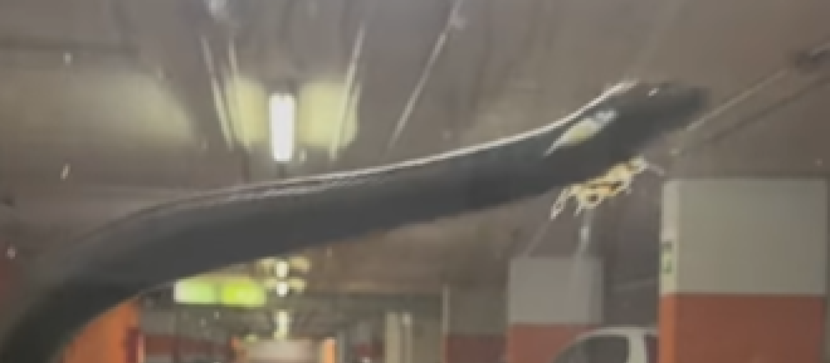 La serpiente reptando por la luna del conductor de Valencia