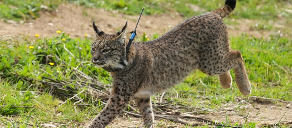 Ejemplar de lince ibérico en libertad