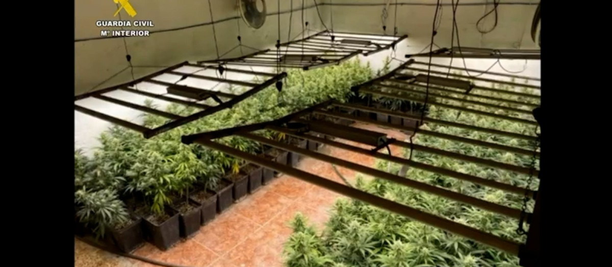 Plantación incautada en la 'Operación Liquema' en Lillo

REMITIDA / HANDOUT por GUARDIA CIVIL
Fotografía remitida a medios de comunicación exclusivamente para ilustrar la noticia a la que hace referencia la imagen, y citando la procedencia de la imagen en la firma
16/6/2025