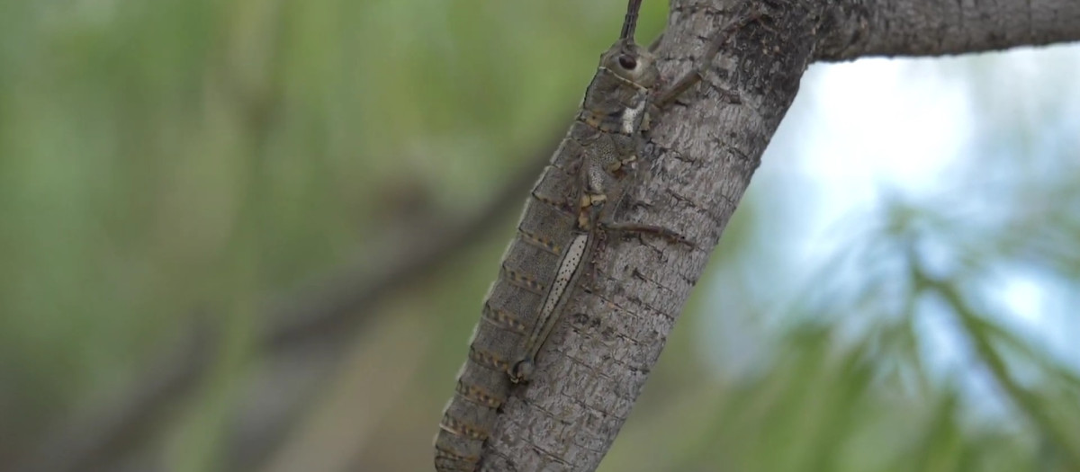 Cigarrón palo palmero

REMITIDA / HANDOUT por PROYECTO CANBIO
Fotografía remitida a medios de comunicación exclusivamente para ilustrar la noticia a la que hace referencia la imagen, y citando la procedencia de la imagen en la firma
16/6/2025