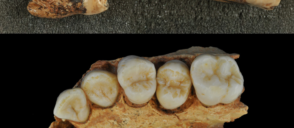 Evidencias dentales en Atapuerca apoyan vínculos evolutivos con neandertales y Homo sapiens.