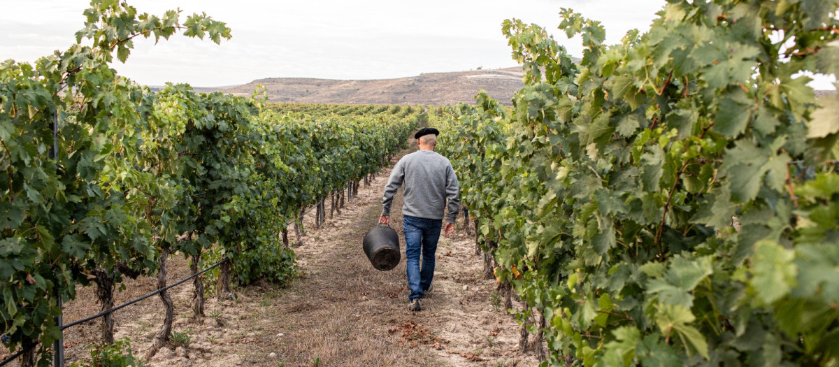 Viñedo de las Bodegas Cruz de Alba, en la Ribera del Duero (Quintanilla de Onésimo, Valladolid)