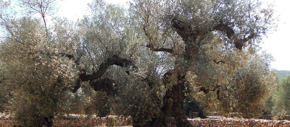 El olivo milenario “la Farga del Arión”, en Ulldecona (Tarragona)