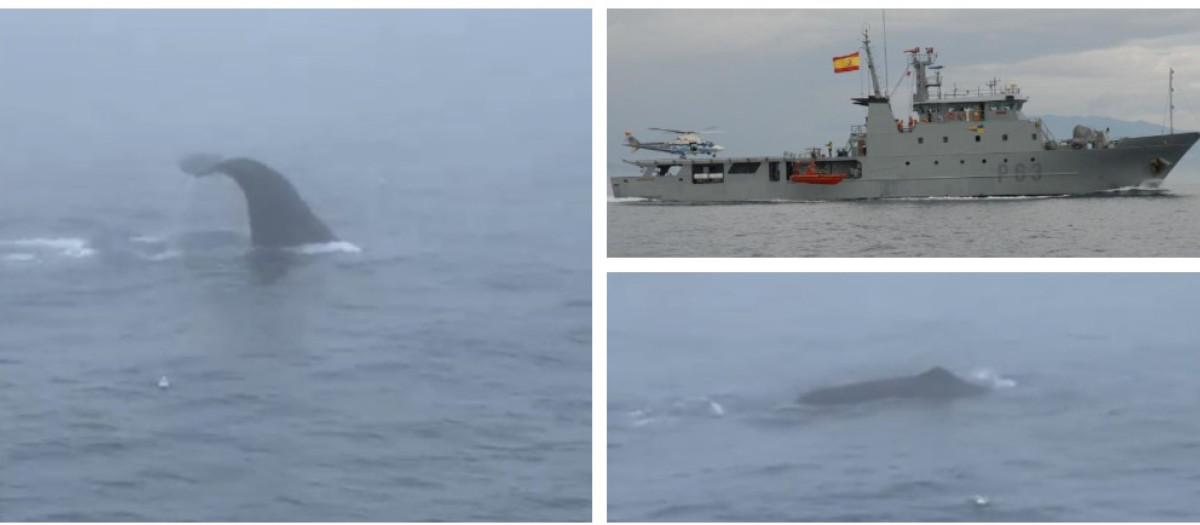 El patrullero español Arnomendi se cruza con una ballena en aguas de Terranova