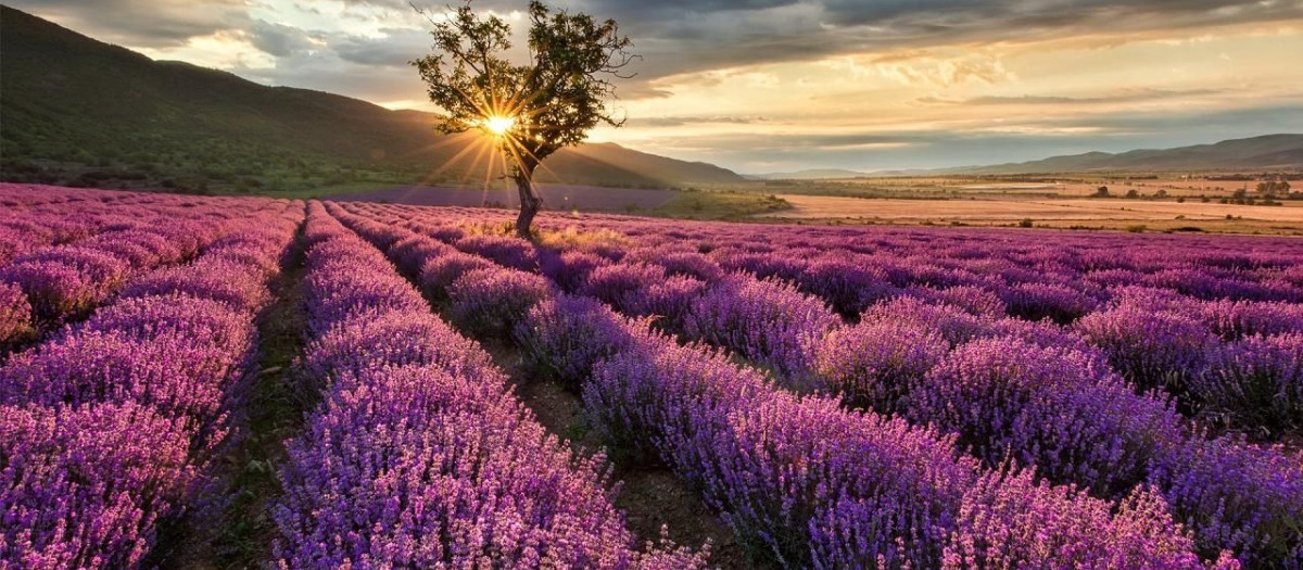 Atardecer en los campos de lavanda de Brihuega