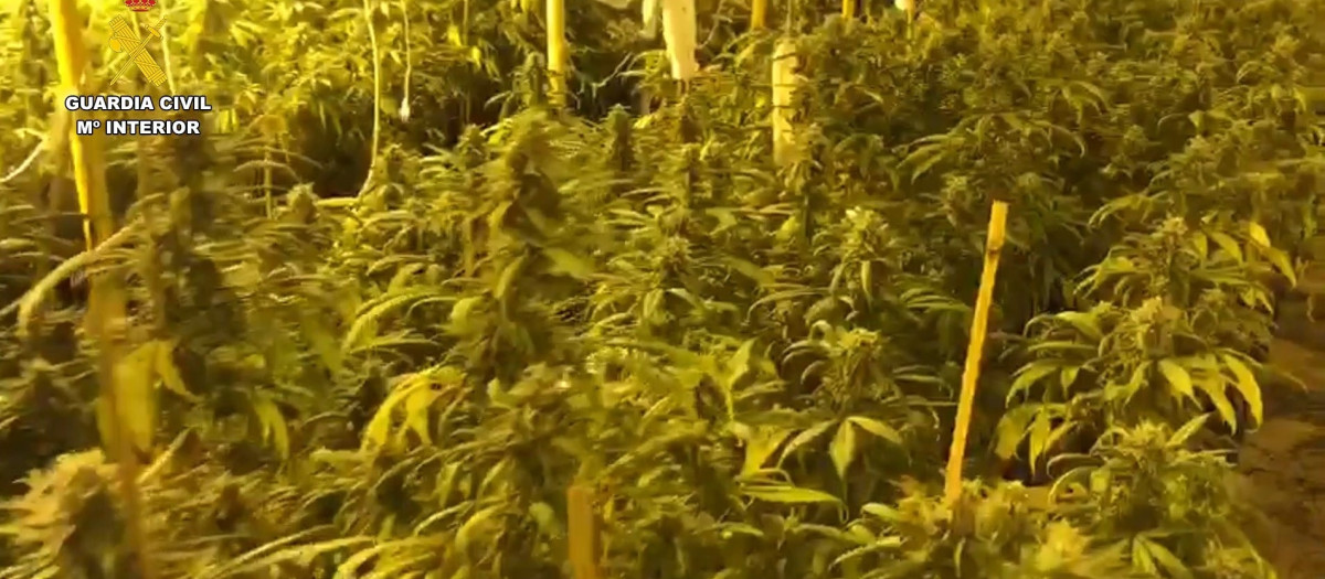 Plantación de marihuana en Chinchilla de Monte-Aragón