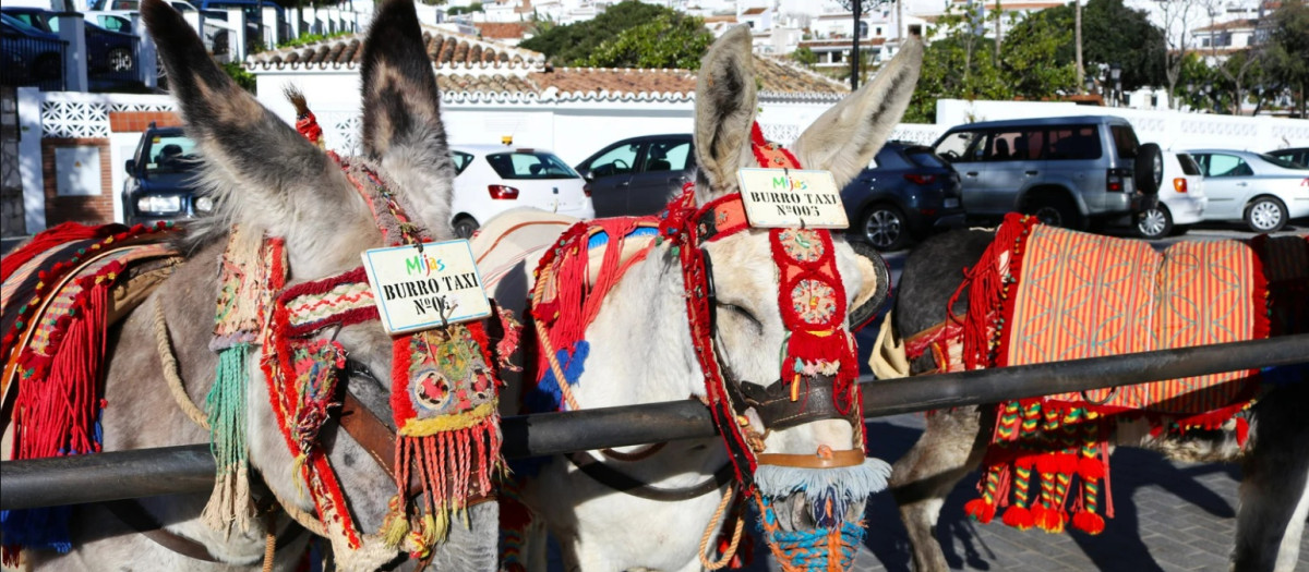 Los burros-taxi son un reclamo turístico en Mijas