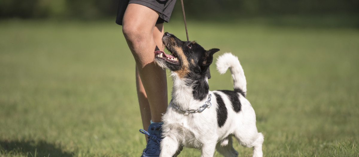 Jack Russell Terrier acompañado de su dueño