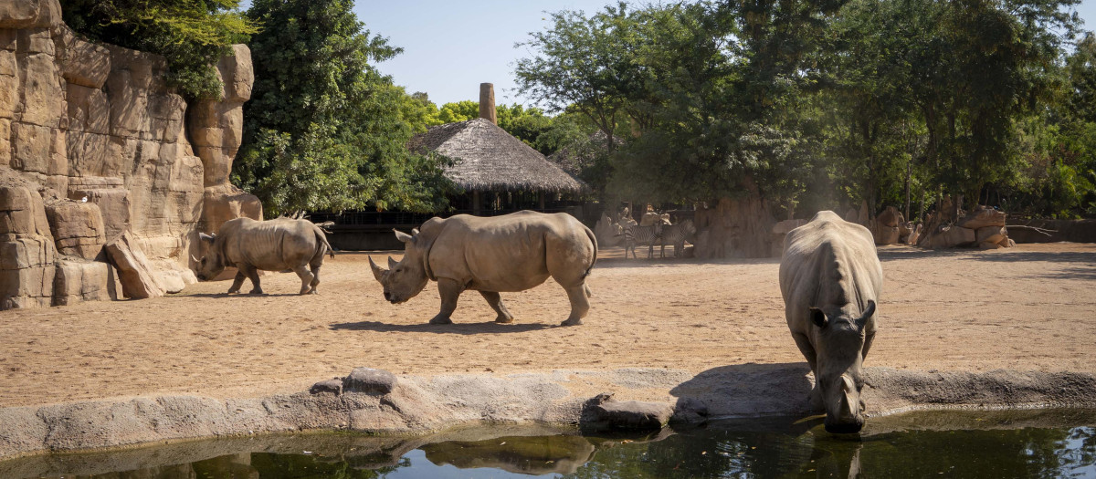 Imagen de archivo de rinocerontes y cebras en la sabana africana de Bioparc Valencia