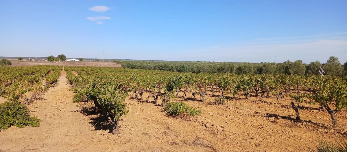 Viñedos tradicionales de secano en el entorno de Doñana