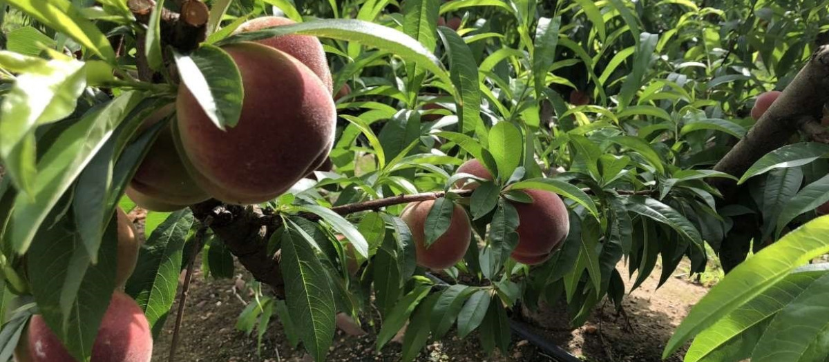 Árbol frutal en Extremadura