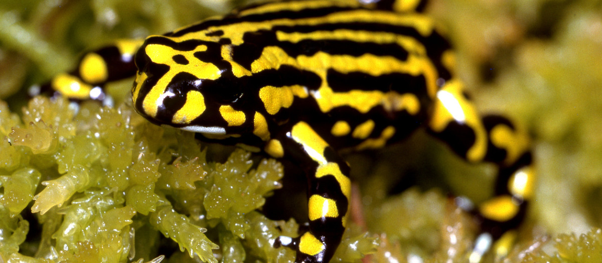 Rana de la especie Pseudophryne corroboree
