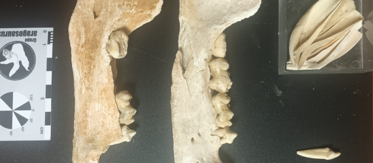 Restos fósiles hallados, preparados para ser estudiados por el grupo Aragosaurus IUCA