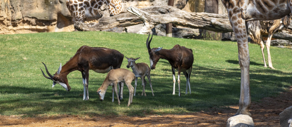Imagen de las dos crías blesbok junto a sus madres y jirafas en la sabana de Bioparc Valencia
