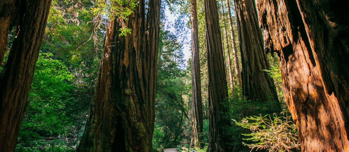 Caminar entre gigantes en el Parque Nacional de las Secuoyas
