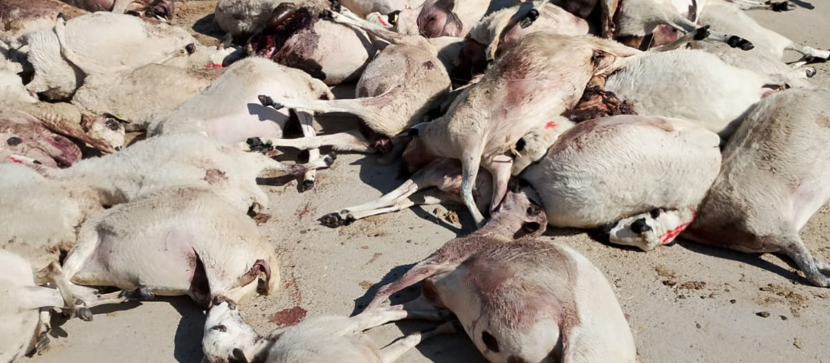 Decenas de ovejas muertas por un ataque de lobo en una explotación zamorana