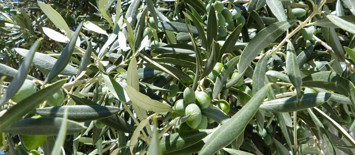 Aceitunas en el olivar