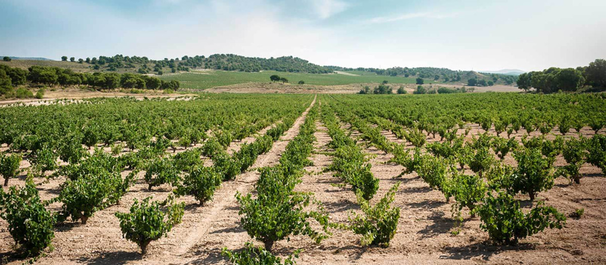 Viñedo de la Denominación de Origen Jumilla