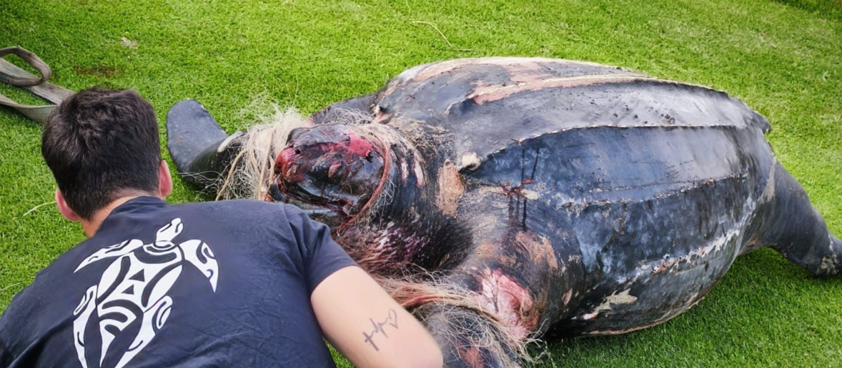 Imagen de la tortuga sin vida encontrada en El Saler, Valencia

REMITIDA / HANDOUT por ONG XALOC MAR
Fotografía remitida a medios de comunicación exclusivamente para ilustrar la noticia a la que hace referencia la imagen, y citando la procedencia de la imagen en la firma
14/7/2025